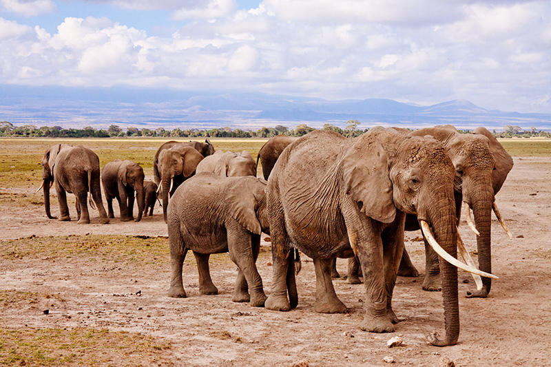 elephants-on-the-move