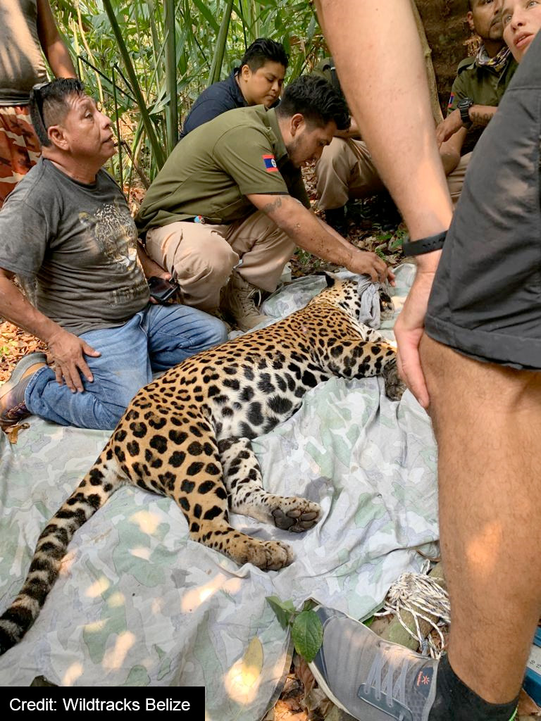Wildtracks rescue a jaguar in Belize