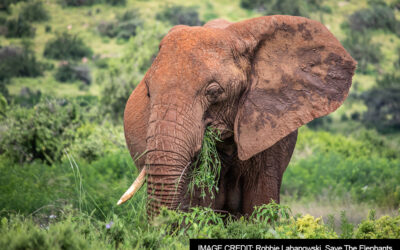 Dining Discoveries: Exploring Elephant Diets