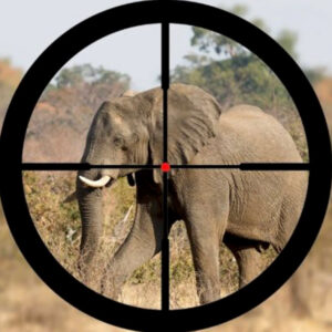 Trophy hunting