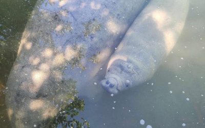 Twiggy the Manatee’s Inspiring Journey