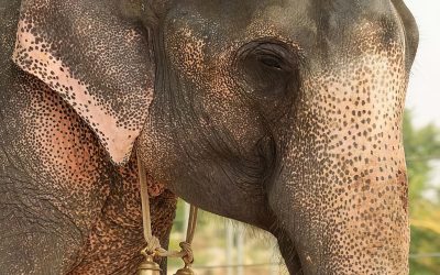 Rama’s Journey to Freedom: Rescued from Captivity by Wildlife SOS