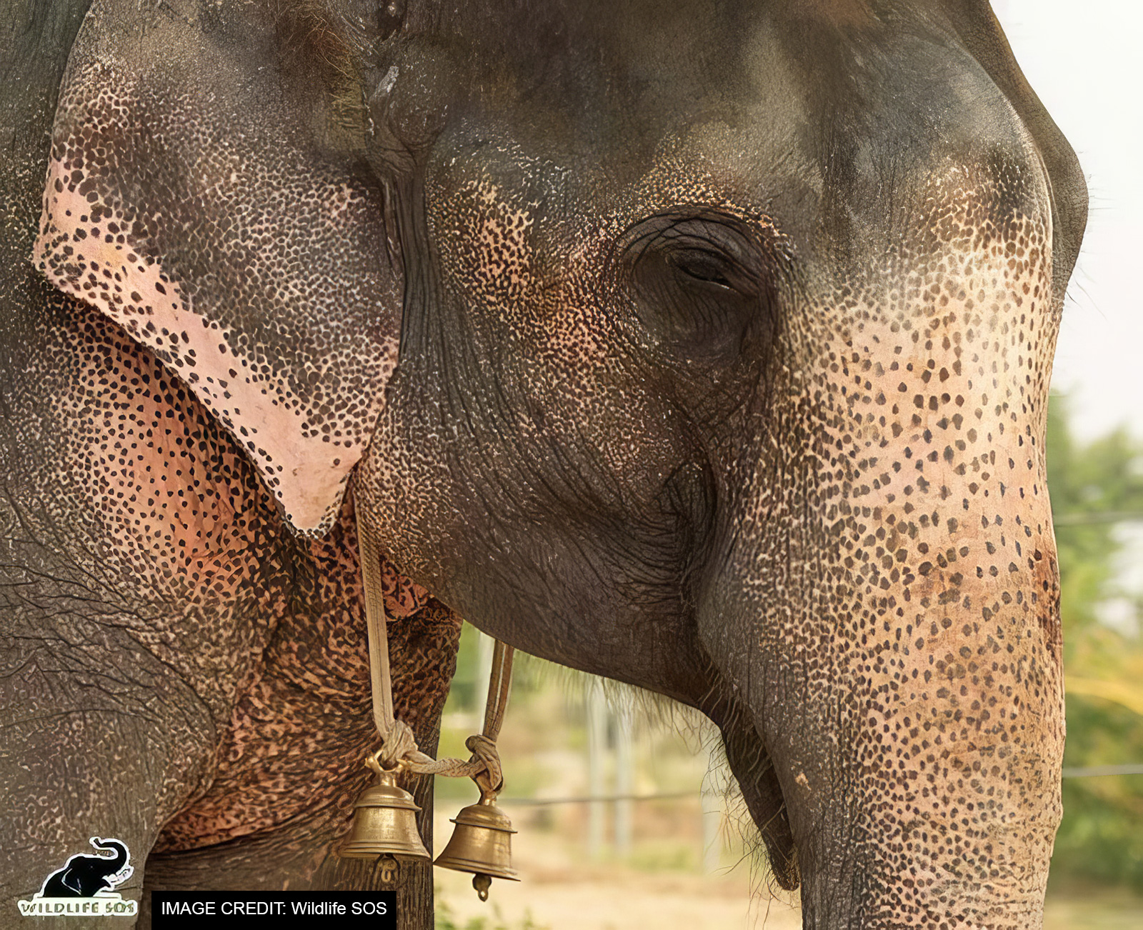 Rama, rescued by Wildlife SOS
