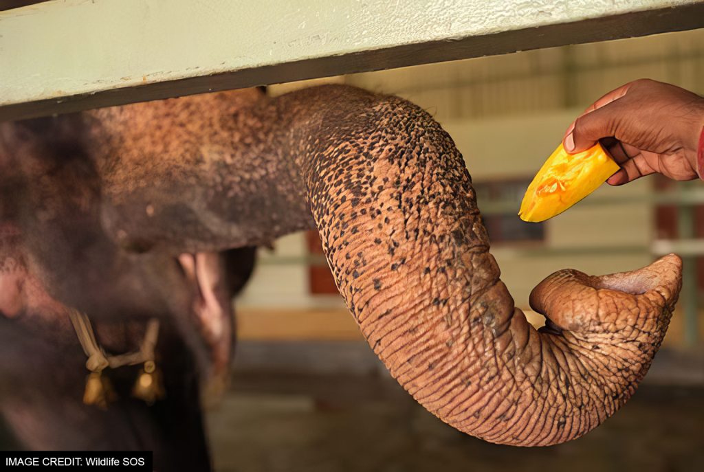 Rama being fed a treat
