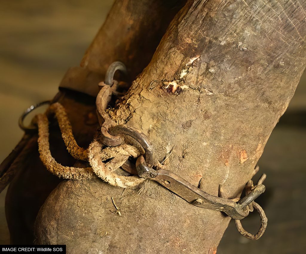 Rama's Spiked chains