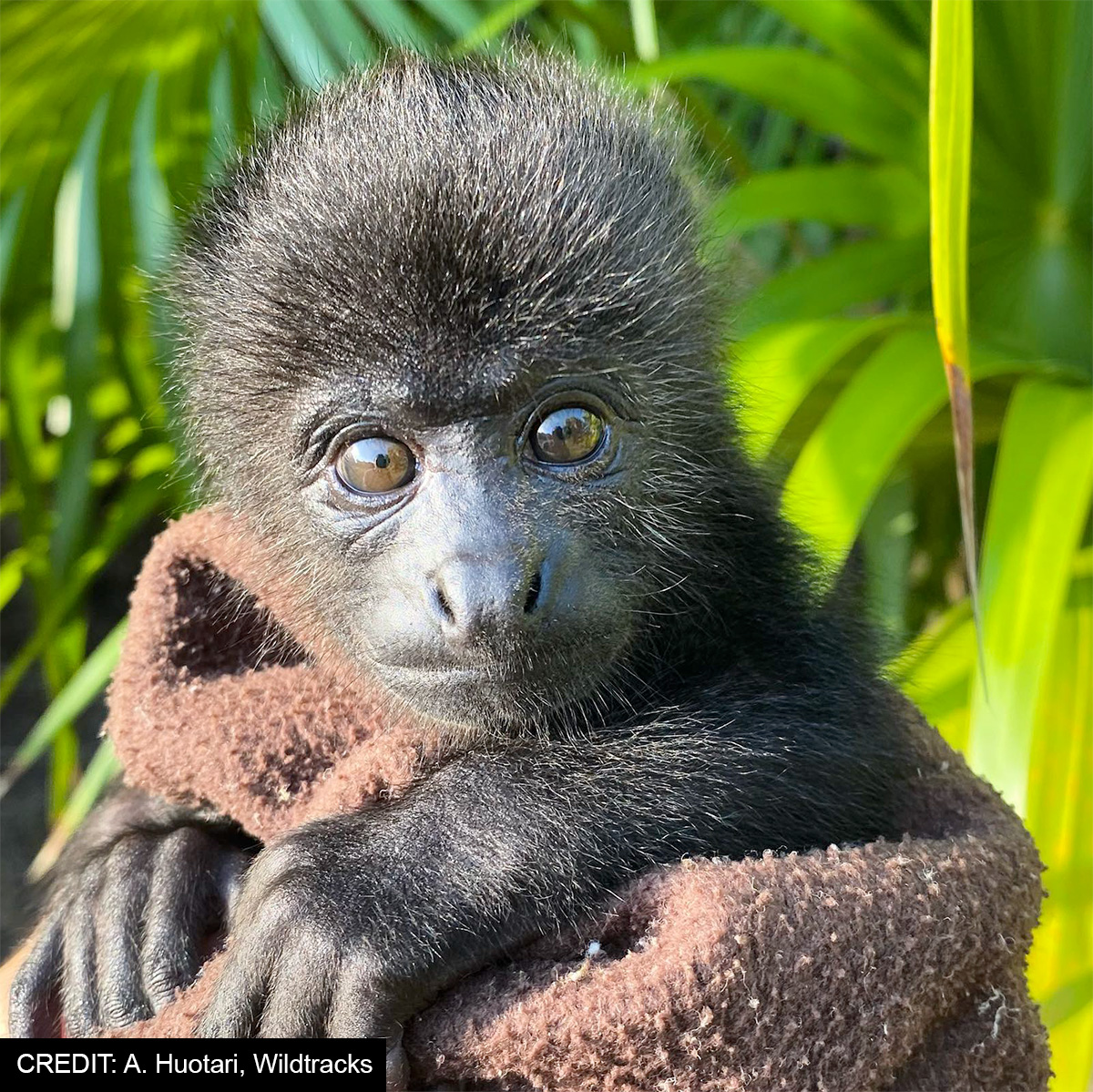 Sprout, rescued Yucatán Black Howler Monkeys