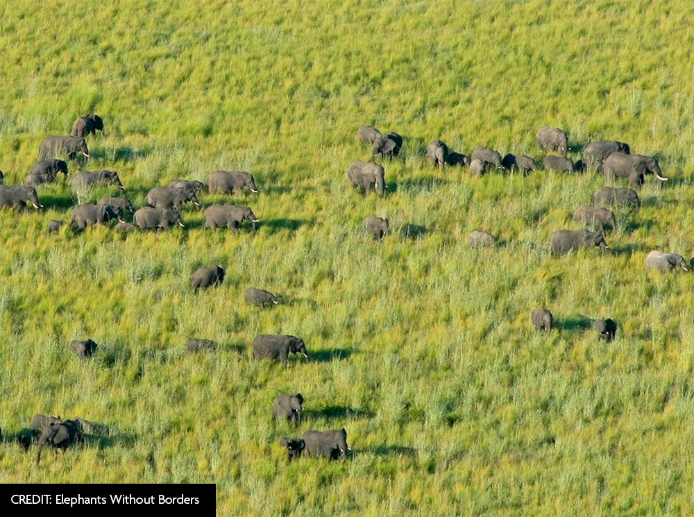 Elephants without borders