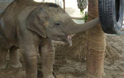 Tiny But Tenacious: Bani the Elephant Calf’s Remarkable Recovery