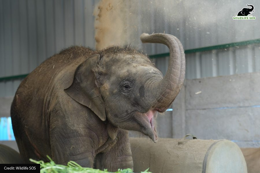 Bani-2 Bani Wildlife SOS