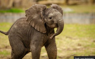 A Troubling Decision to Cull Elephants in Zimbabwe: A Call for Conservation