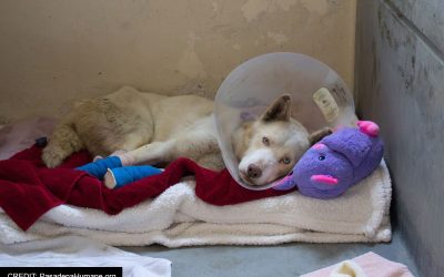 After the Fires: Reuniting Pets with Their Families