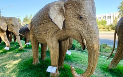 The Great Elephant Migration